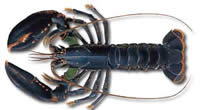 lobster, Homard