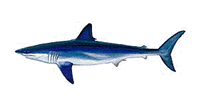 Shortfin Mako Shark - Requin