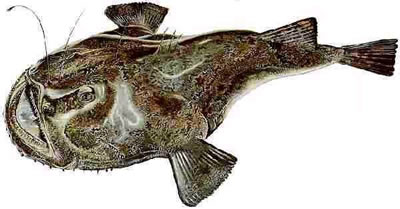 Anglerfish , Lotte