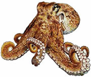 frozen Octopus From Morocco