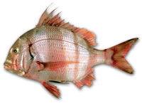 Redbanded seabream From Morocco